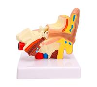 Brrnoo 1.5X Enlarged Human Ear Model with Outer Middle Inner Ear Structures for Educational Display, PVC Anatomical Model