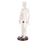 BRRNOO 20.5 Inch Acupuncture Model, Full Body Human Acupoint Demonstration with Rotatable Arms and Stable Base, for Teaching Student Clinical Practice (Female)