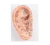 Brrnoo 22cm PVC Ear Acupuncture Model Ear Acupressure Model Anatomical with Clear Acupoint els for School Teaching TCM Practice