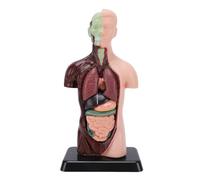 BRRNOO Human Body Model 7 Removable Parts 10.24 Inch Human Torso Anatomical Model for School Medical Education Display