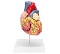 Brrnoo Human Heart Model 48 Anatomical Internal Structures, 2-Part Life Size Anatomically Accurate Numbered Heart Medical Model, 3 x Removable Parts for Teaching use