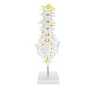 Brrnoo Human Lumbar Vertebral Spine Model, Teaching Tool for Display and Explanation, 100% PVC Material, Approx. 29cm Height, Ideal for School and Hospital Teaching