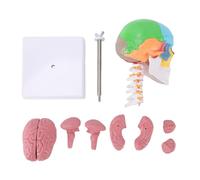 BRRNOO Human Skull Model with Brain and Cervical Spine Anatomically Accurate PVC Skull Model Removable Cranial Cap Magnetic Base for Medical Education and Display