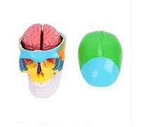Brrnoo Human Skull Model with Detachable Brain and Color Coded Regions for Classroom Education Teaching Model PVC Human Brain Decoration