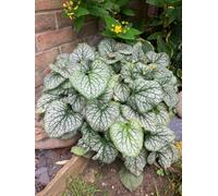 Brunnera Jack Frost Perennial Jumbo Plug Plant