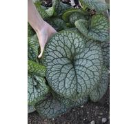Brunnera Jack Of Diamonds Giant Brunnera Jumbo Plug Plant