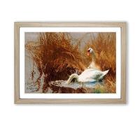 Bruno Liljefors Swans Framed Print | A2 Oak Framed Wall Art | Ready to Hang | Modern Animal Picture | Living Room Bedroom Lounge Office