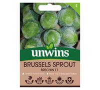 Brussels Sprout Brechin F1