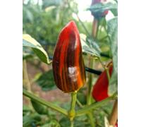 Bryans Blood Rainbow Chilli Seeds - 10 Fresh Seeds