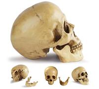 BSFDORPOT Life-Size Realistic Resin Human Skull, Vintage Gothic Skeleton Head Prop for Halloween, Home & Office Horror Decoration