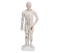 BSTCAR Human Body Acupuncture Model Acupuncture Doll Acupoint Mannequin Pressure Points Portable Meridian Points Model with Base 26cm