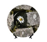 BTCOWZRV Spring Daisy Flowers Bone China Decorative Plate,6in（15cm） Ceramic Decorative Plates with Display Stand,Ceramic Ornaments Art Porcelain Plate for Home Office Wall Decor Collections Plates