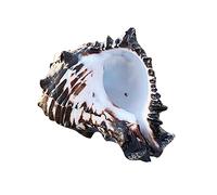 BTGHPI 4" Large Natural Conch Shells Black Seashells Great For Beach Theme Party Home Decorations Fish For Orna
