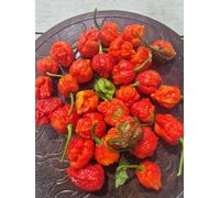 Btr X The End Chilli Seeds - 10 Fresh Seeds