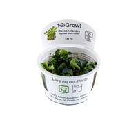 (Bucephalandra Bukit Kelam) Tropica Live Aquarium Plants Attach to Rocks Wood Fish Tank Aquascape