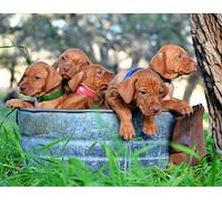 Bucket of Vizsla Pups 1000 Piece Wood Puzzle For Adults Jigsaw Puzzles Educational Challenge DIY Game Home Wall Art Decoration