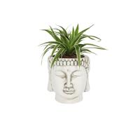 Buddha Head Planter Terracotta Decorative Home Garden Accent White