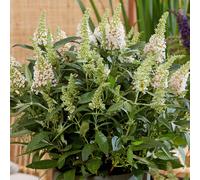 Buddleia Butterfly Candy Little White Dwarf Bush Flowering Shrub Plant in Pot