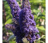 Buddleia davidii Adonis Blue (9cm)