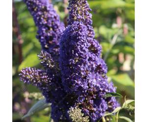 Buddleia davidii Adonis Blue (9cm)