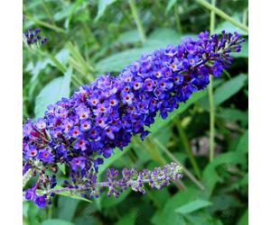 Buddleia davidii 'Empire Blue' Butterfly Bush Scented Garden Shrub | 9cm Pot