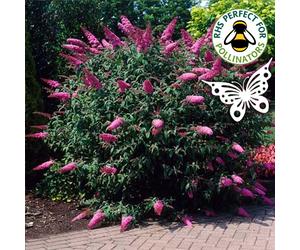 Buddleia Davidii 'Sugar Plum' Butterfly Bush Hardy Shrub | 15-30cm (incl. Pot)