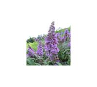 Buddleia Lochinch (9cm)