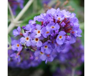 Buddleia Petite Blue Heaven (9cm)