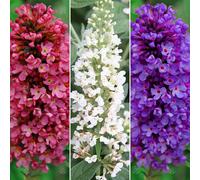 Buddleia Petite Collection (9cm, 3 plants)