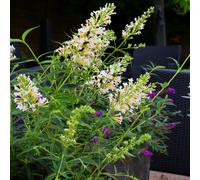 Buddleia Petite Snow White (9cm)