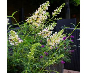 Buddleia Petite Snow White (9cm)