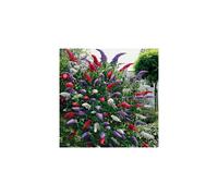 BUDDLEIA TRICOLOUR 3 MIXED COLOURS BUTTERFLY GARDEN BUSH PLANTS IN 9CM POTS