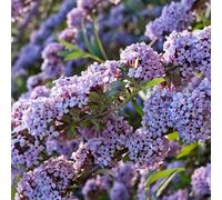 Buddleja alternifolia - Weeping Butterfly Bush - Plant in 9 cm Pot