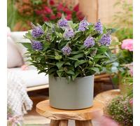 Buddleja Butterfly Candy 'Lila Sweatheart' 1/3L, 9cm (PRE ORDER MARCH 2025)