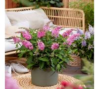 Buddleja Butterfly Candy 'Little Pink' 9cm/1L/2L/3L, 2L