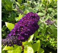 Buddleja Davidii Black Knight Plug Plant Butterfly Bush