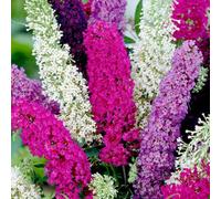 Thompson & Morgan Thompson & Morgan Wildflower Butterfly Bush Mixed 1 Packet