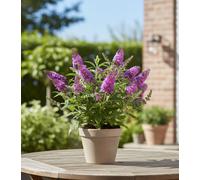 Buddleja Davidii Mixed Pot Size 9 Cm Height 25 Butterfly Bush Indoor Houseplant