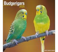 Budgerigars Calendar 2025 Square Bird Wall Calendar - 16 Month 9781804604137 NE