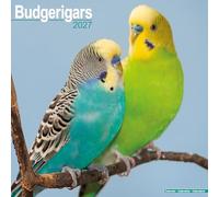 Budgerigar 2027 Calendar | Square Wall Calendar | Bird Gift | Plastic Free Packaging | by Avonside Publishing