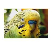 Budgerigar - A Deep Look Into the Soul of a Budgerigar，5D DIY Diamond Painting Full Round Drill Diamond Embroidery Cross Stitch Rhinestone Mosaic Paintings Art（50 x 60 cm/19.68 x 23.62 inches）-AC79