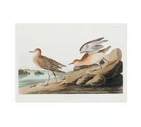 Buff Breasted Sandpipers Poster John James Audubon Vintage Bird Illustration Antique Print Ornithology Art, Archival Matte, A4 (Print Only) - 29.7x21cm