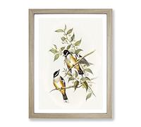 Buff Sided Robin Birds By Elizabeth Gould Vintage Framed Wall Art Print, Ready to Hang Picture for Living Room Bedroom Home Office Décor, Oak A4 (34 x 25 cm)