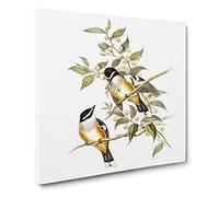 Buff sided Robins Bird by Elizabeth Gould Vintage Canvas Wall Art Print Ready to Hang, Framed Picture for Living Room Bedroom Home Office Décor, 20x20 Inch (50x50 cm)