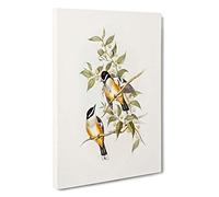 Buff-sided Robins by Elizabeth Gould Canvas Print for Living Room Bedroom Home Office Décor, Wall Art Picture Ready to Hang, 30 x 20 Inch (76 x 50 cm)
