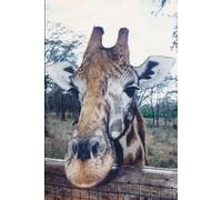 Buffalo Gals Vol 1: All the Beast