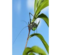 Buggy: Hardcover Lined Journal for Writing, Journaling, and Daily Reflection - 185 Pages from Pass Productions