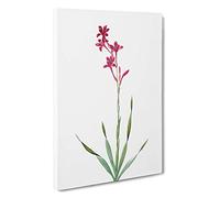 Bugle Lily in Pink by Pierre-Joseph Redoute Canvas Print | Gallery Wrapped 30mm Frame Wall Art | 30x20 inches | Ready to Hang | Modern Floral Picture | Living Room Bedroom Lounge Office