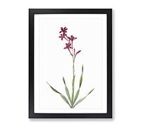 Bugle Lily In Pink By Pierre Joseph Redoute Vintage Framed Print | A3 Black Framed Wall Art | Ready to Hang | Classic Floral Picture | Living Room Bedroom Lounge Office