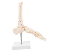 BUGUUYO 1Pc Foot Joint Model Life Human Skeleton Ankle Bone Structure for Teaching Aid for Chiropractors Students Anatomical Foot Model